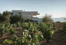 Ampelea villa