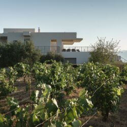 Ampelea villa